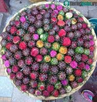 Ảnh Khám phá loại thanh long 7 sắc cầu vồng ở Mexico