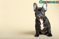 Ảnh Thực tại đáng buồn mà giống chó Bull Pháp đang phải chịu đựng
