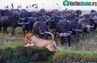 Ảnh Báo thù cho đồng loại, đàn trâu rừng đã dồn sư tử vào thế bí