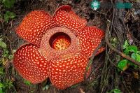 Ảnh Hàng nghìn người đã kéo nhau đi ngắm bông hoa thối nhất thế giới