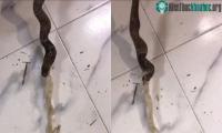 Ảnh Video: Rắn hổ mang gồng mình nôn ra bao nhựa