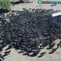 Ảnh Hạn hán chưa từng thấy ở Úc tạo ra cảnh vô cùng hiếm hoi