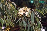 Ảnh Nghi cây "đẻ" ra vàng, công ty tại Australia mang lá về phân tích