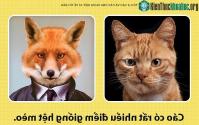 Ảnh Những điều vô cùng thú vị về loài cáo