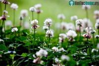 Ảnh Cỏ ba lá hoa trắng - Một loài cây dại hay bí ẩn về sự tiến hóa?