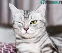 Ảnh Dành cả thanh xuân để ngủ, nhưng các "boss mèo" đã nằm mơ thấy điều gì?