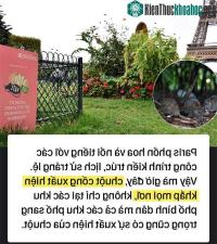 Ảnh Kinh hoàng với "cơn bão" chuột cống kéo đến khắp kinh đô ánh sáng Paris