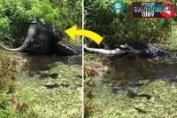 Ảnh Cá sấu khổng lồ đã phục kích, ăn thịt đồng loại ở Florida