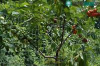 Ảnh Chiêm ngưỡng loài cây kì diệu tạo ra tới 40 thứ quả trong một năm