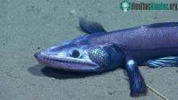 Ảnh Ngộ nghĩnh cá thằn lằn, mực đuôi ngắn dưới đáy biển đông nam nước Mỹ