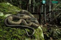 Ảnh Loài rắn Ninja lớn nhất Nhật Bản có thể "vô tư" leo tường vào nhà dân mà chẳng ai sợ - vì sao?