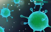 Ảnh Sputnik - con virus gây sốc cho toàn bộ cả giới nghiên cứu khoa học bằng cách kí sinh lên… một virus khác