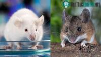 Ảnh Sự thật khó tin: Một đôi chuột làm thí nghiệm có thể đắt ngang một chiếc xe hơi tiền tỉ