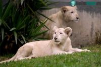 Ảnh Sư tử đột biến lông trắng ở sở thú tại Peru