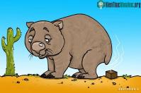 Ảnh Bạn có biết: Phân của gấu túi Wombat có hình vuông và đây sẽ là lý do