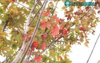 Ảnh Chiêm ngưỡng hàng phong lá đỏ tại Hà Nội bất ngờ khoe sắc