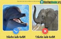 Ảnh Sự thật bất ngờ về cá heo mà có rất ít người biết