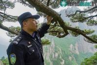 Ảnh Cây thông nghìn năm tuổi tuyệt đẹp nổi tiếng nhất Trung Quốc sắp chết vì "nhiều người yêu quý quá"