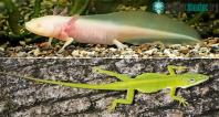 Ảnh Vì sao kỳ giông mọc lại đuôi thì gần như hoàn chỉnh nhưng thằn lằn thì không?