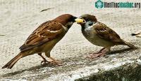 Ảnh Chim sẻ đã tiến hóa như thế nào ở trong xã hội loài người?