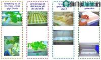 Ảnh Sản phẩm Agri-Cube - Container công nghệ giúp tăng năng suất trồng rau thủy sinh ở thành phố