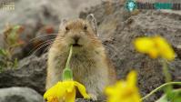 Ảnh  Bạn có biết tại sao loài thỏ Pika lại được mệnh danh là “kẻ trộm đáng yêu nhất thế giới”?