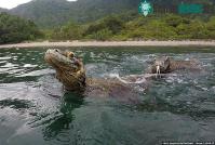 Ảnh Du khách thoát hiểm trước rồng Komodo nhờ vào nhanh trí