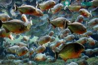 Ảnh Tốc độ diệt mồi chớp nhoáng của loài cá ăn thịt piranha
