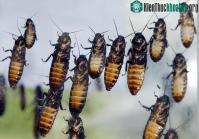 Ảnh Các nhà khoa học muốn dùng gián để tìm kiếm nạn nhân ở trong các tòa nhà bị sụp đổ
