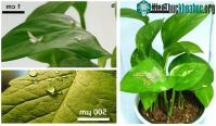 Ảnh Bộ cảm biến theo dõi nhiệt độ và độ ẩm xung quanh của cây trồng