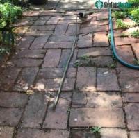 Ảnh Chim đồ tể nhỏ bé xé xác rắn 1,5 mét trong vườn nhà dân Australia