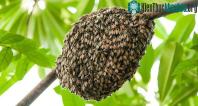 Ảnh Các cụm ong mật chống chọi với gió thổi bằng cách nào?
