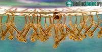 Ảnh Mối nguy hiểm khi muỗi ngày nay mang hạt nhựa vào trong cơ thể