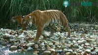 Ảnh Hổ Nepal đang hồi sinh, số lượng tăng gấp đôi chỉ trong chưa đầy 10 năm nay