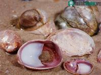 Ảnh Động vật chuyển giới kỳ quặc: Va chạm với cơ thể là... đổi giới