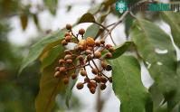 Ảnh Chiết xuất từ lá cây Vismia baccifera đã chữa khỏi ung thư gan