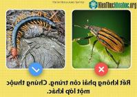 Ảnh Những sự thật mà chưa từng có ai biết về loài rết