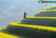 Ảnh Chùm ảnh Mù Cang Chải với những ruộng bậc thang vàng rực trong mùa lúa chín