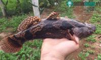 Ảnh Khám phá thú vị về loài cá nhịn đói trong nhiều ngày vẫn khỏe re
