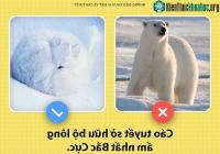 Ảnh Những điều chúng ta chưa từng biết về loài cáo tuyết