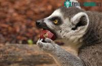 Ảnh Nguyên do sự hình thành màu sắc quả chín ở các loài cây khác nhau