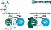 Ảnh Liệu pháp miễn dịch đẩy lùi căn bệnh ung thư cho cựu tổng thống Mỹ Jimmy Carter