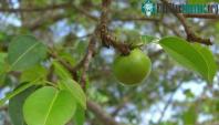 Ảnh Những loài cây sát thủ nguy hiểm nhất thế giới xứng đáng đóng vai chính trong một bộ phim kinh dị