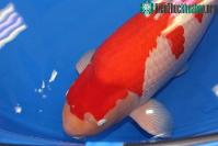 Ảnh Mục sở thị cá Koi đắt nhất trên thế giới, giá 41 tỷ đồng