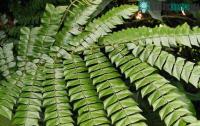 Ảnh Khoa học Việt đã nhân giống cây rừng quý trị bệnh ung thư gan