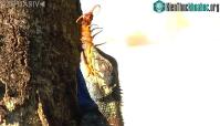 Ảnh Tắc kè hoa đã nuốt chửng rết khổng lồ