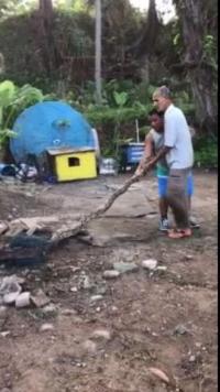 Ảnh Trăn gấm dài tới 4 mét kẹt cứng trong lưới