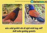 Ảnh Chim bìm bịp - loài chim có thể giữ nhà thay cho chó