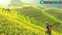 Ảnh Lúa được bảo tồn an toàn ở tại ngân hàng gene Philippines
