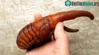 Ảnh Không phải sinh vật ngoài hành tinh, đây là loài bọ khổng lồ kỳ lạ nhất trên Trái đất